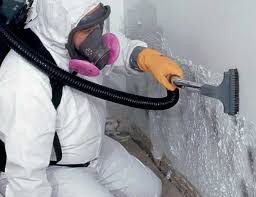 Best Emergency Mold Remediation in Ely, MN